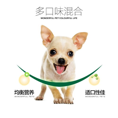 犬类智商排行榜上排名第四的金毛犬训练方法,最后一条居然是..