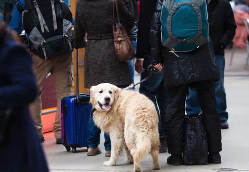 纯种吉娃娃犬出售