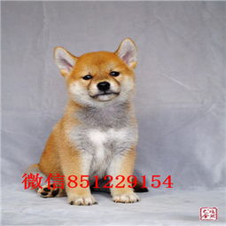 哈士奇犬多少钱一只纯种哈士奇犬转让南京哪里有卖哈士奇犬包纯种南京哈士奇犬转让