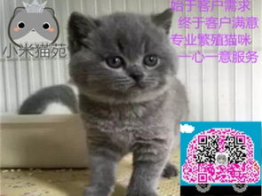 宠物猫名字