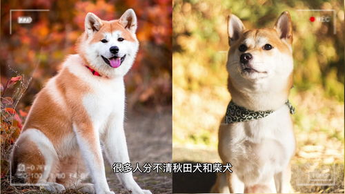 买柴犬时的专业术语,围绕着这几点来提问