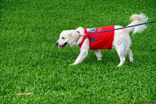 宠物幼犬能吃鸡骨头吗