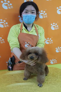 宠物法斗犬萌宠狗狗图片