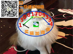 zz自家繁殖,纯种荷兰垂耳兔,猫猫兔-侏儒兔