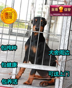 聪明可爱的拉布拉多幼犬出售啦