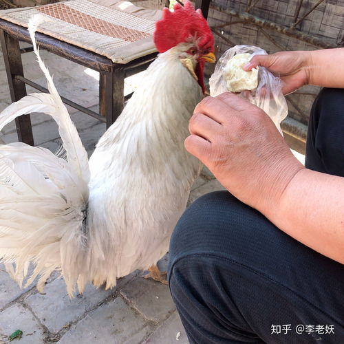 宫保迎来了它鸡生的第一个蛋鸡宠物鸡观赏鸡科钦球鸡异宠萌宠记