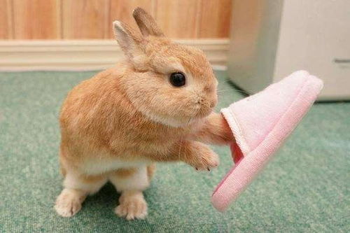 小兔快跑