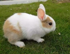 兔子吃巧克力繁殖