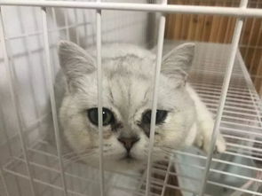 因为一只生病的小猫,银川这家宠物医院门前发生激烈冲突
