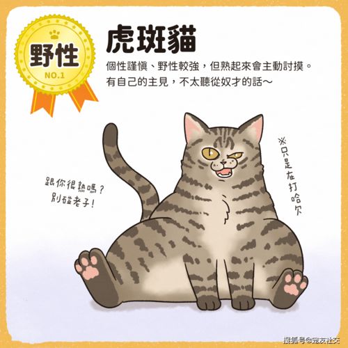 全球十大最温顺最亲近人的宠物猫排行榜,第一名你猜到了吗