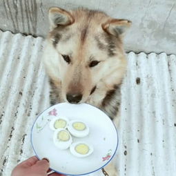 最接近人类的生物,猫咪的特殊能力,你真的发现了吗