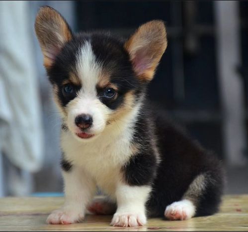 长沙宠物狗犬舍出售纯种泰迪犬幼犬领养宠物狗市场在哪买狗卖狗