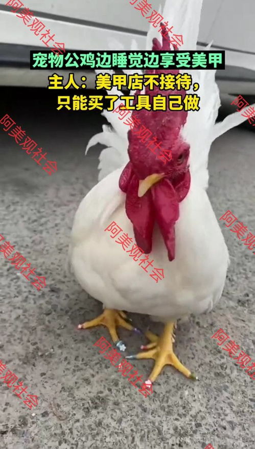 嗮出你的宠物狗狗萌宠,我来帮你画q萌漫画微信微博qq头像