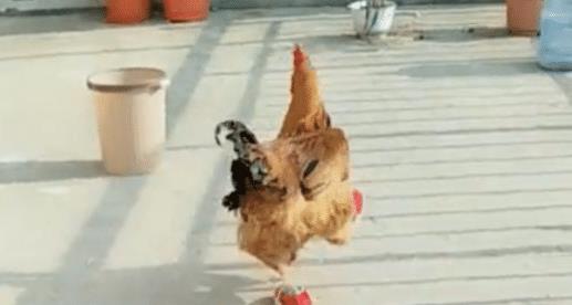鸡和鸭高清图片下载