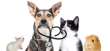 宠物猫饲养与疾病防治