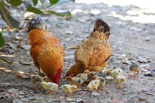 低头啄米的家养黄公鸡高清图片下载