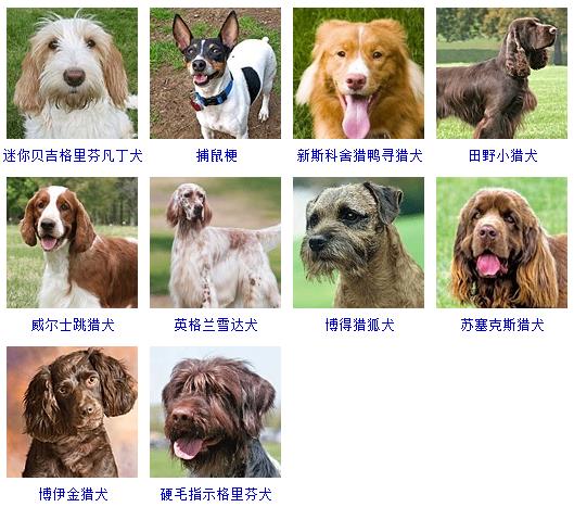 边牧犬,作为