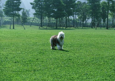 比格犬出售