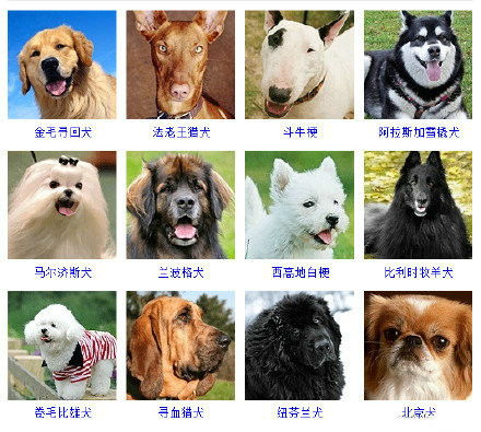 全球十大最可爱宠物狗评比