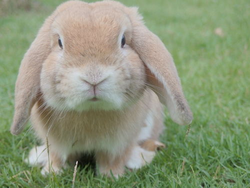 一只红色大耳朵的兔子
