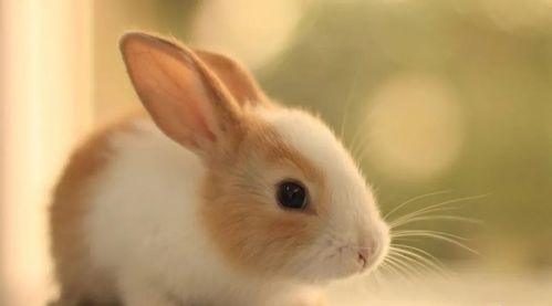 有没有养宠物兔的推介一下目前什么品种的宠物兔比较受欢迎