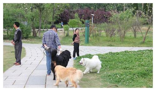 哈士奇犬多少钱一只纯种哈士奇犬转让南京哪里有卖哈士奇犬包纯种南京哈士奇犬转让