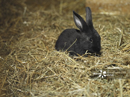 兔子肉怎么做好吃-兔子怎么养殖-兔肉不能和什么一起吃-黔农网