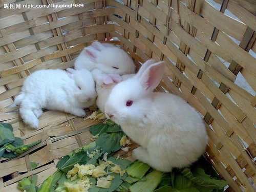 中国兔子品种大全