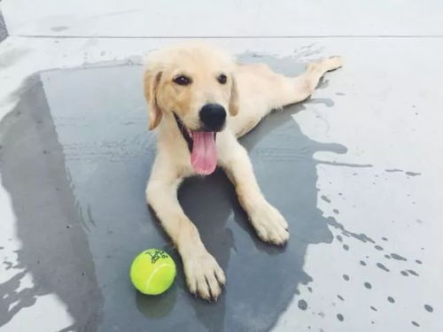 自贡宠物狗犬舍出售纯种袖珍茶杯博美俊介犬卖狗买狗地方在哪有狗市场