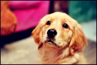 重庆狗场出售纯种萨摩耶犬宠物狗市场在哪卖狗的地方在哪买狗