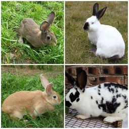 兔兔的所有品种,名称及图片