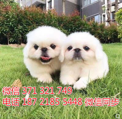 纯种哈多利版球体博美幼犬