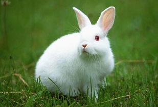 养殖长毛兔做好这几点,兔毛质量才有保障