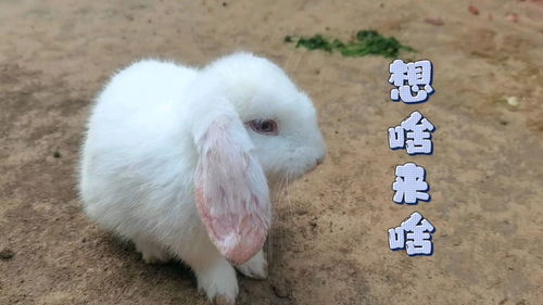 陈芷菁个人资料简介,主演的电视剧电影,图片,写真