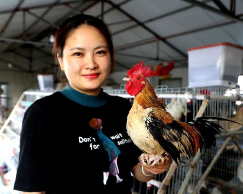 正宗海兰褐蛋芦花鸡活苗产蛋王鸡可孵化罗曼土鸡宠物元宝乌鸡种蛋