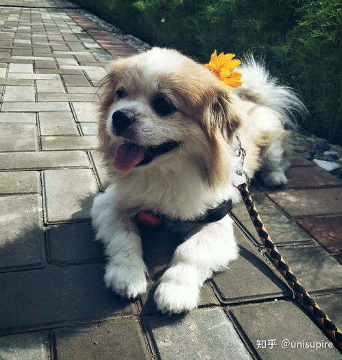 女生捡来贵宾犬,嘴刁只吃进口狗粮,吃穷整个寝室