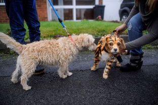 英国短毛猫宠物猫摄影,七叶猫舍