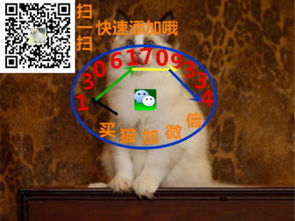 深圳宠物狗犬舍出售纯种博美犬袖珍犬俊介网上哪里有卖