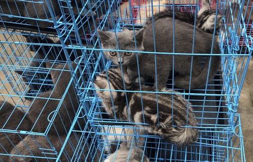 法国巴黎一名外卖员被拍到从顾客住处偷走宠物猫