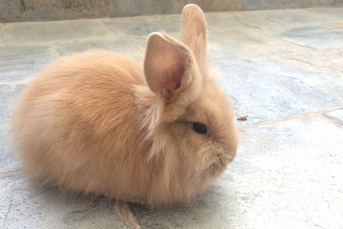 什么兔子是世界上最小的兔子