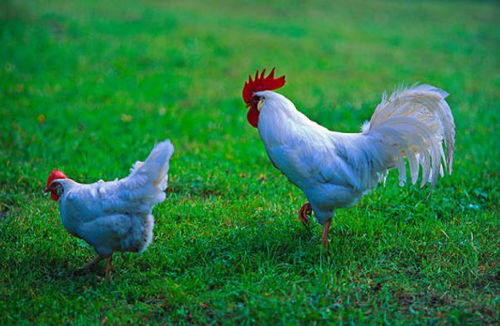 稀有品种翻毛婆罗门鸡,这种宠物鸡真是漂亮,而且价格还不便宜