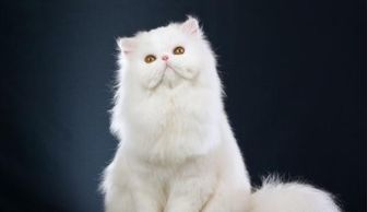 猫奴公认最好养的5种猫,中华田园猫上榜,你家猫在其中吗