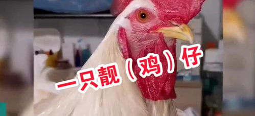 在地球活了2亿年的动物,中国人用来喂鸡,日本人却将它视为宝