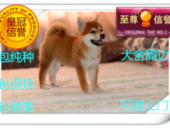 怎么用条码打印软件批量制作宠物狗粮防伪标签