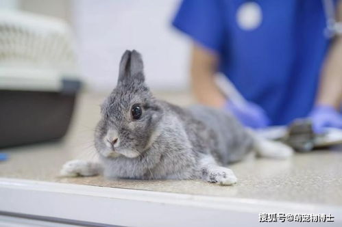 女子家过年买鸡做贡品,爪子因绑皮筋掉落仍坚强学走路