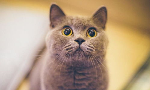 史上最粘人的5种猫咪,有你家的猫咪吗