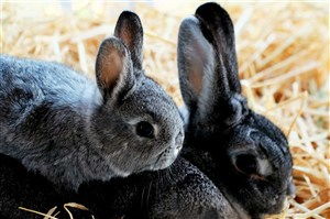 花园草地宠物动物兔子图片摄影图