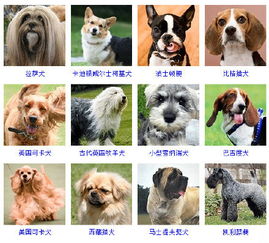 宠物狗品种图片大全及名字