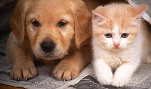 家用的各种化学清洁剂会对宠物猫咪狗狗的健康造成影响