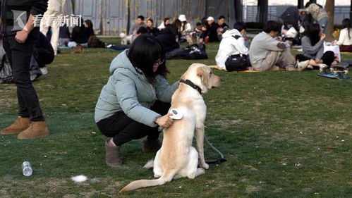 全球最受欢迎的十种宠物狗,你的爱犬是否其中一种
